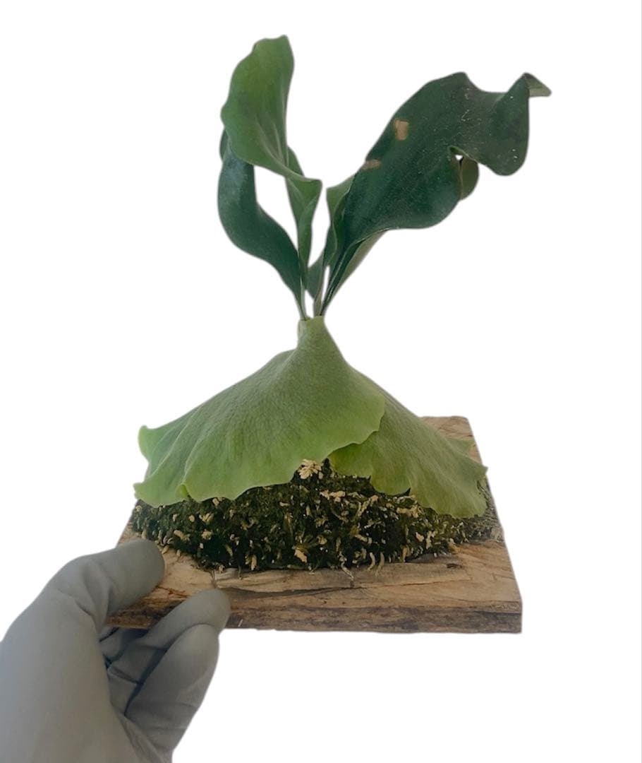 コウモリラン　ビカクシダ　ヒリー　P.Hillii sattahip OC