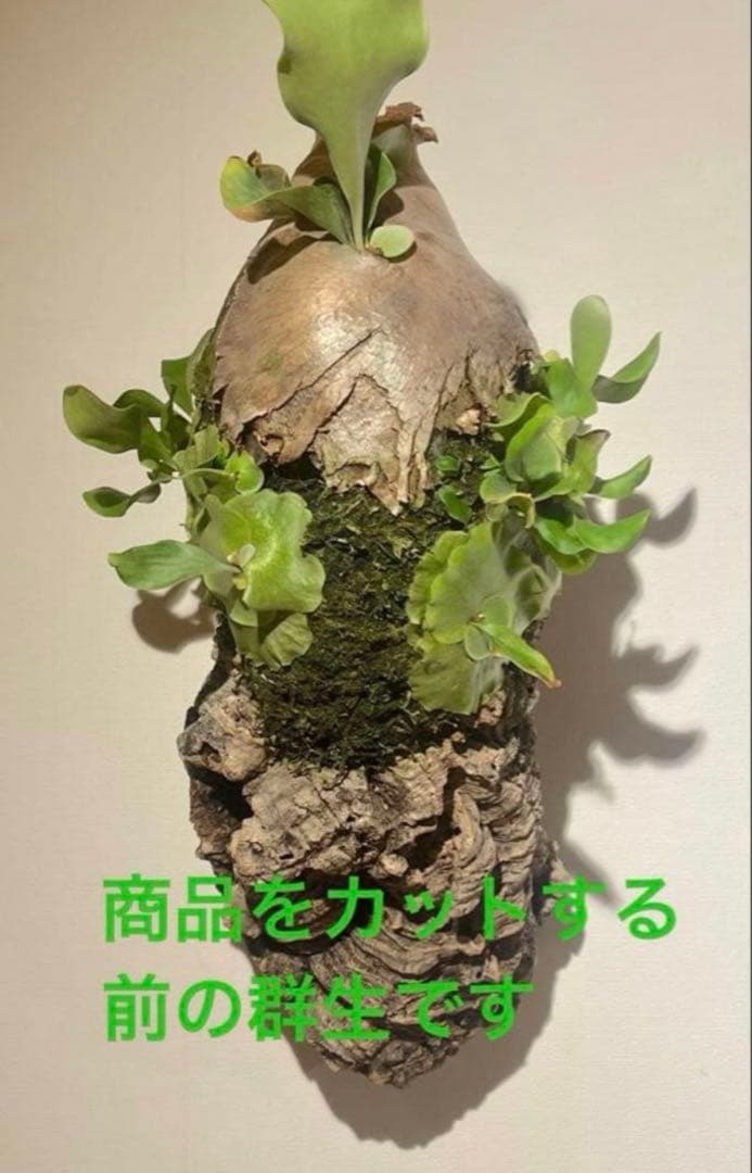 コウモリラン　ビカクシダ　ヒリー　P.Hillii sattahip OC