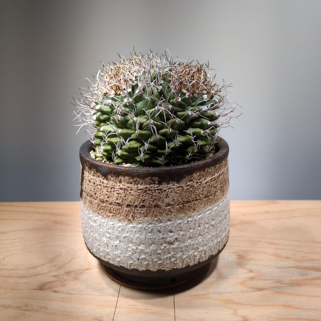 アロンソイ　綴化　分頭