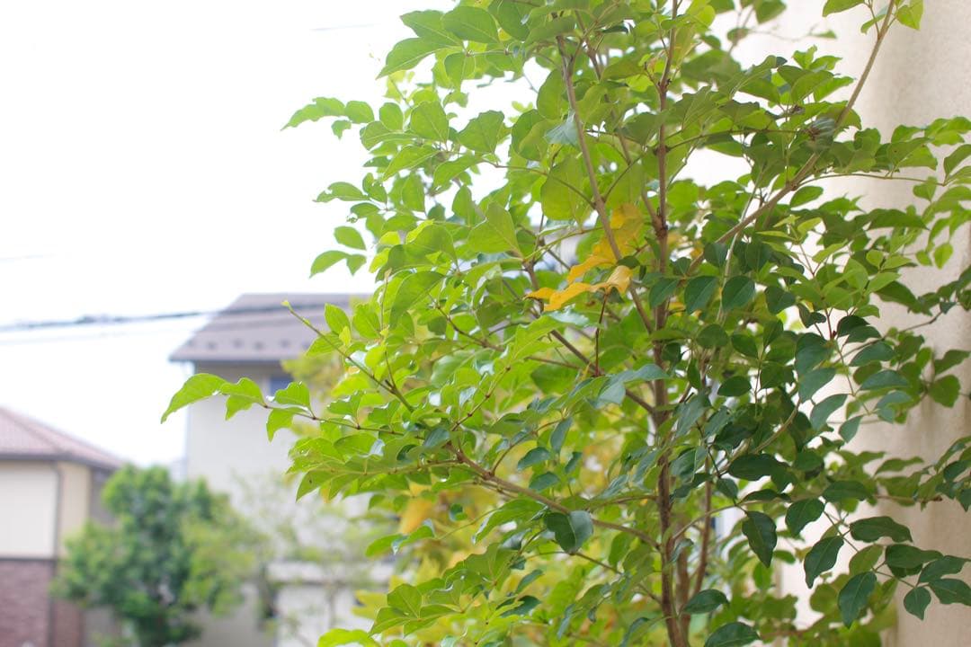 SIGMA F1.4 30mm DC 作例あり 動作確認済み EF-Sマウント用