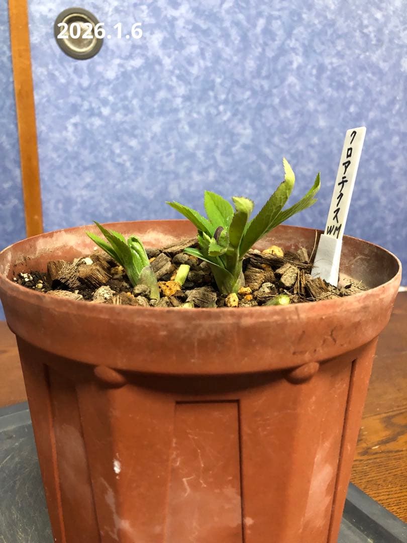 クリスマスローズ　クロアチクス　原種