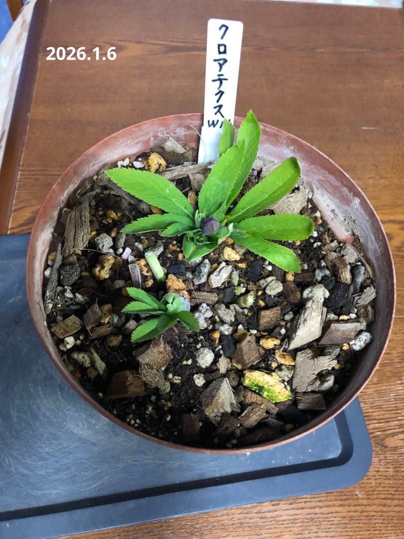 クリスマスローズ　クロアチクス　原種