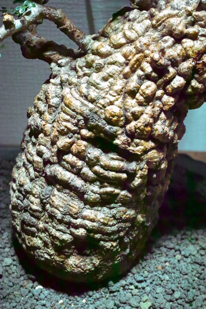 オペルクリカリア・パキプス　現地発根株　発根済み