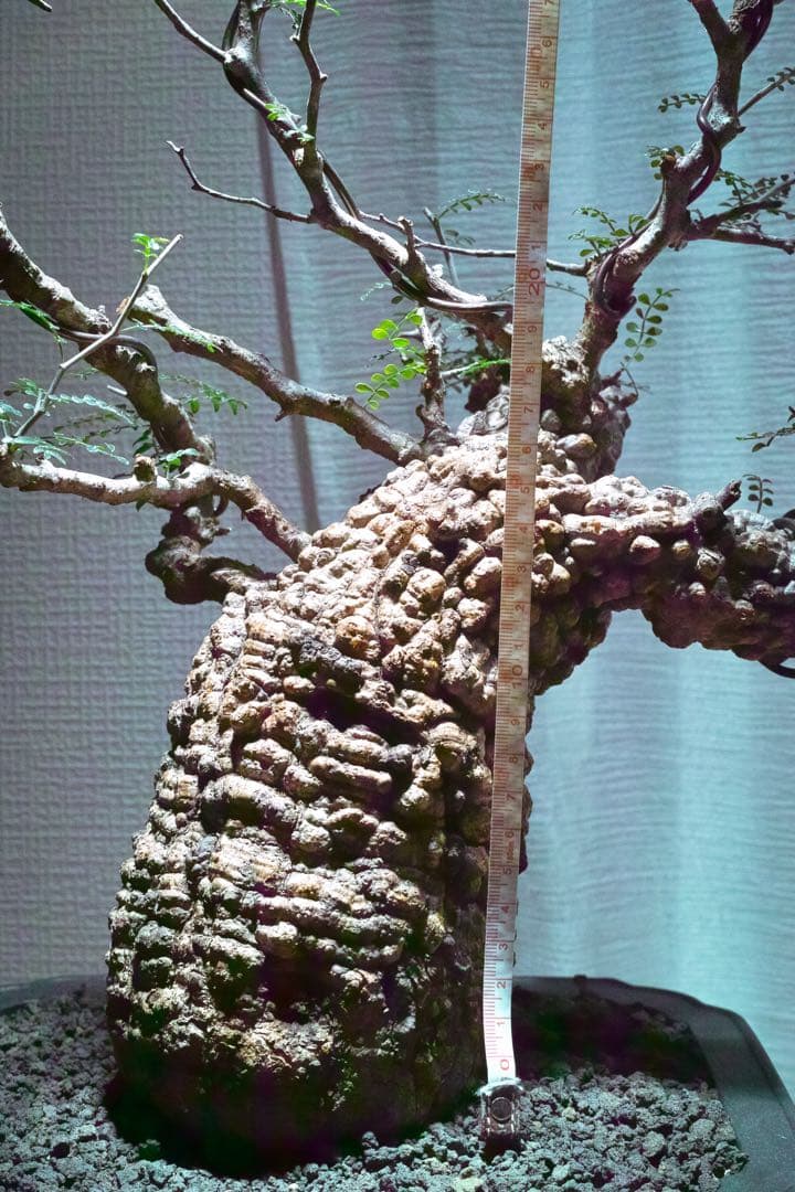 オペルクリカリア・パキプス　現地発根株　発根済み