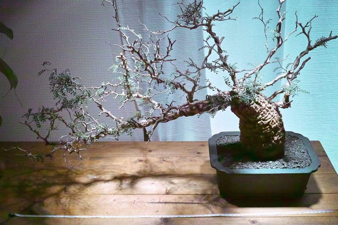 オペルクリカリア・パキプス　現地発根株　発根済み