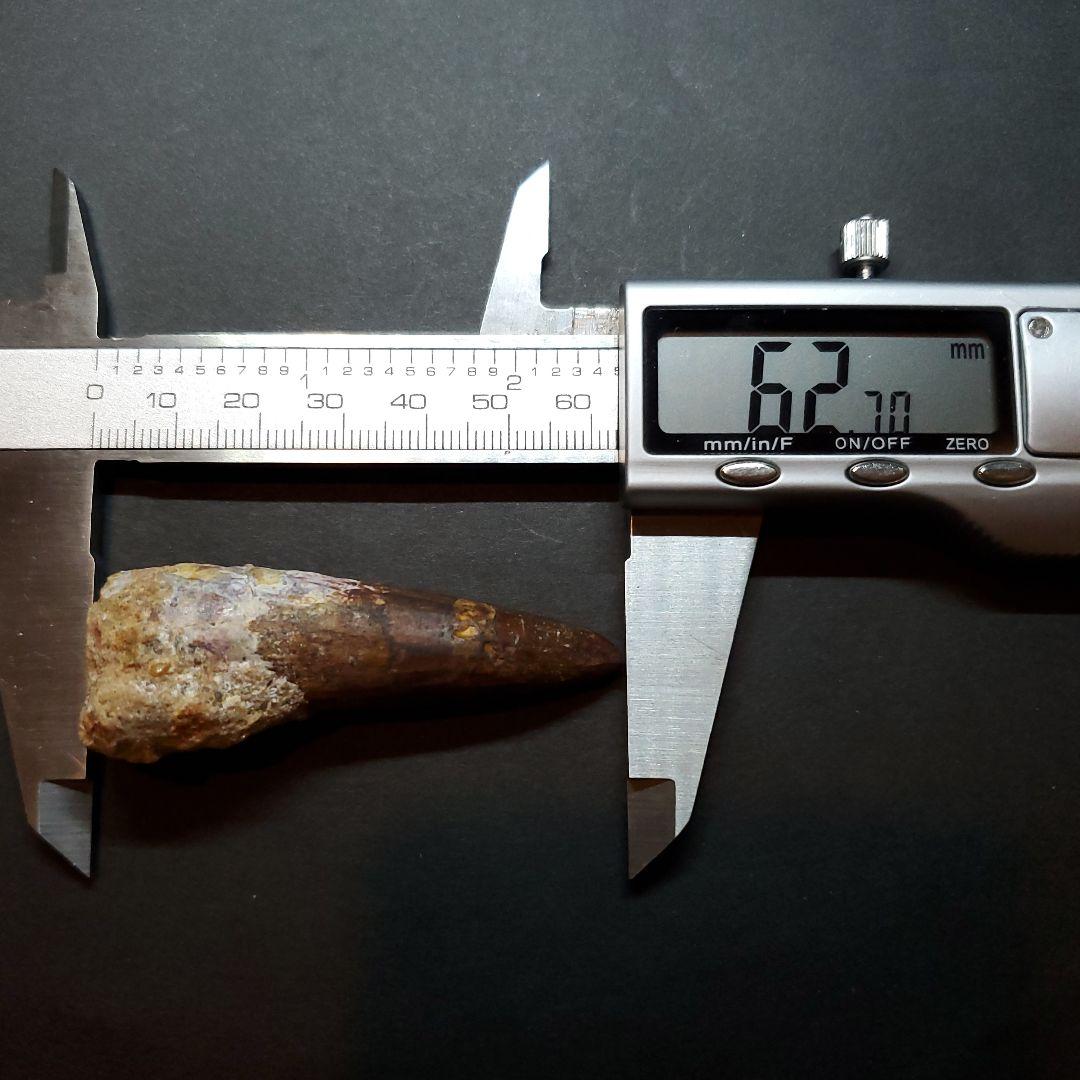 スピノサウルス 本物 モロッコ産 62.70mm sp450