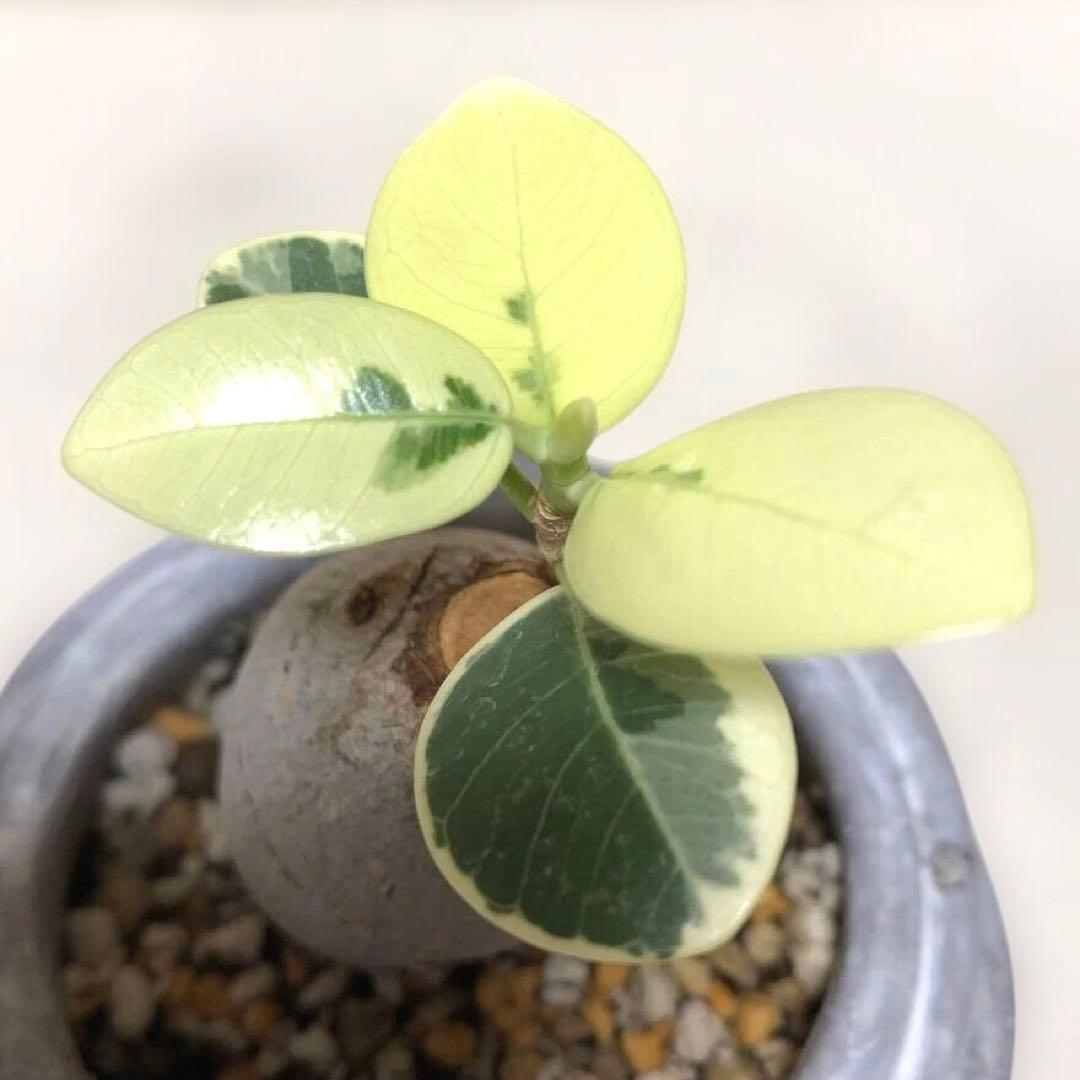 【まあるい】パンダ　ガジュマル　斑入り　接木