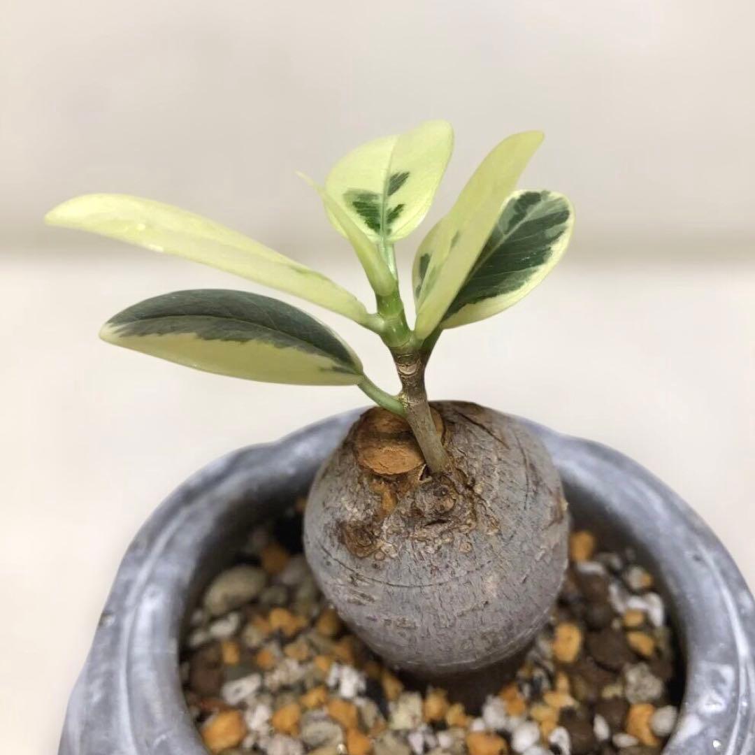 【まあるい】パンダ　ガジュマル　斑入り　接木