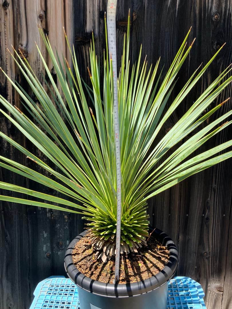 ユッカ ロストラータ　実生　掘り上げ2