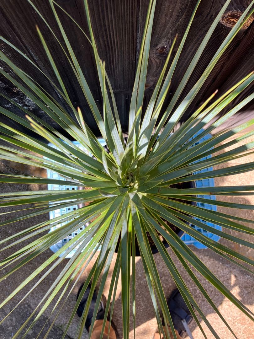 ユッカ ロストラータ　実生　掘り上げ2