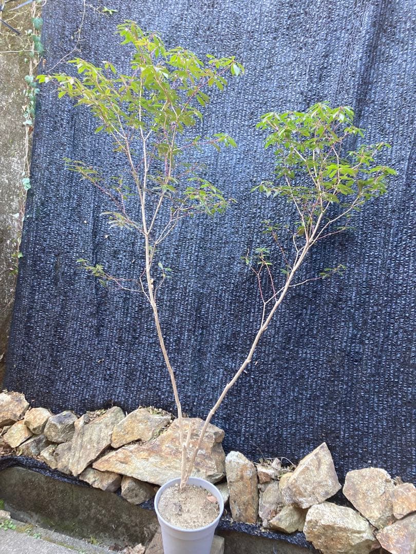 山採り　アセビ　馬酔木　約170センチ