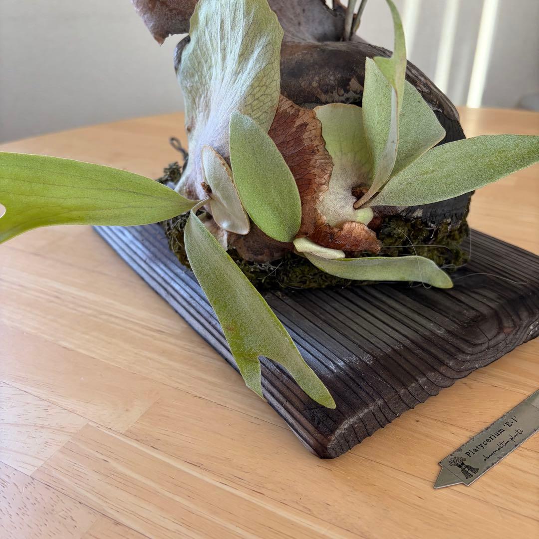 ビカクシダ 白ビフ　P.E1