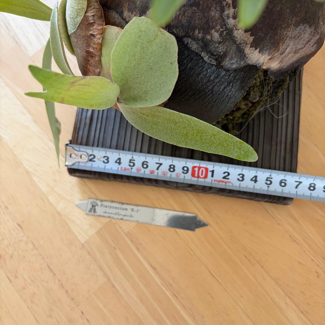 ビカクシダ 白ビフ　P.E1