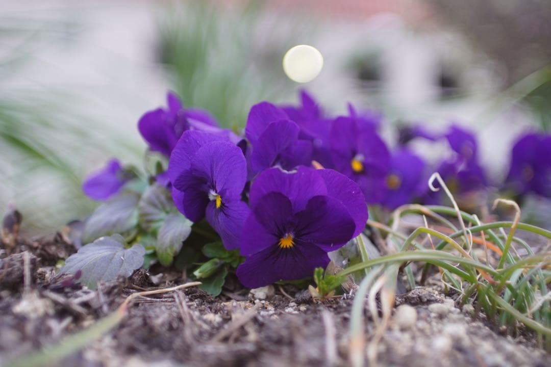 銘玉 Kino Precision Kiron 28mm F2