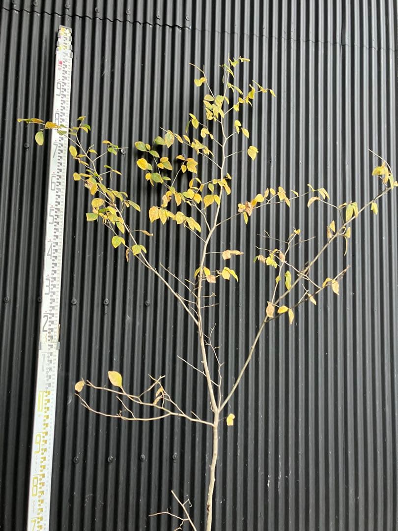 山採り　ヤマコウバシ