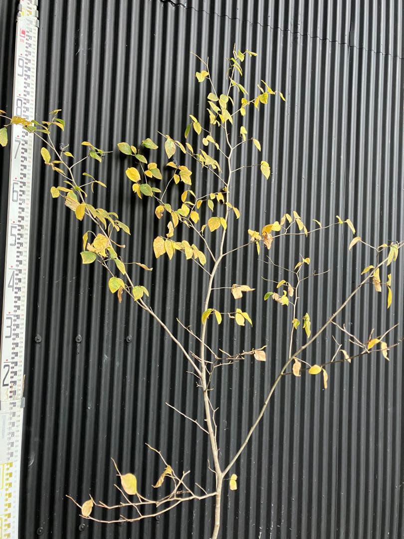 山採り　ヤマコウバシ