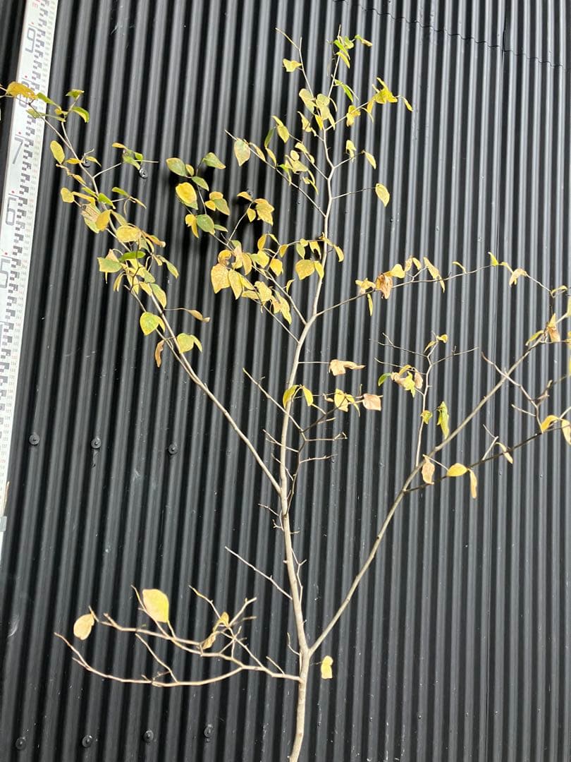 山採り　ヤマコウバシ