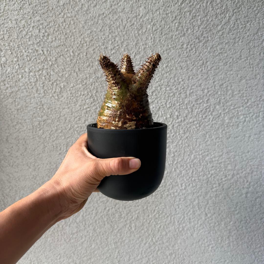 【専用】56【現地球・発根済】パキポディウム・グラキリス