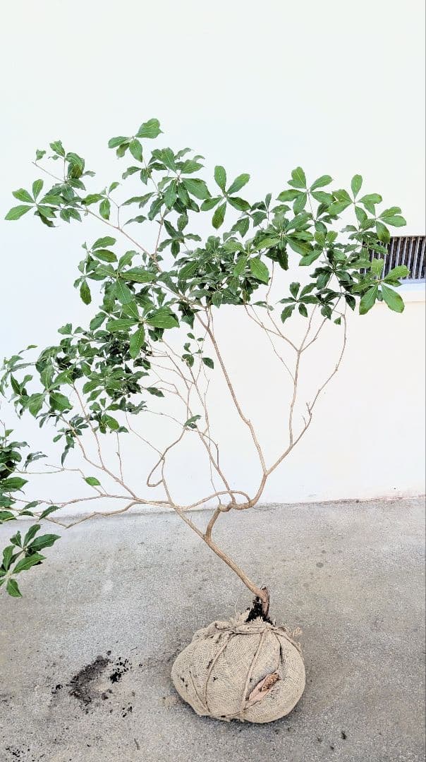 洗練。。山採りアセビ。