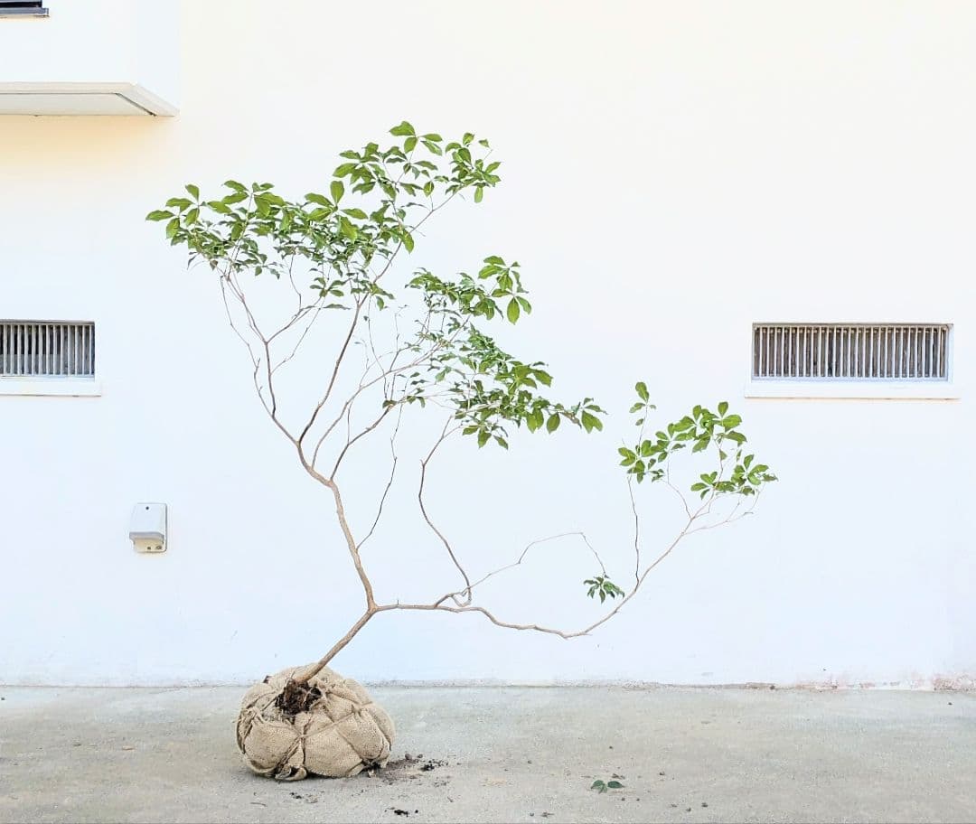 洗練。。山採りアセビ。