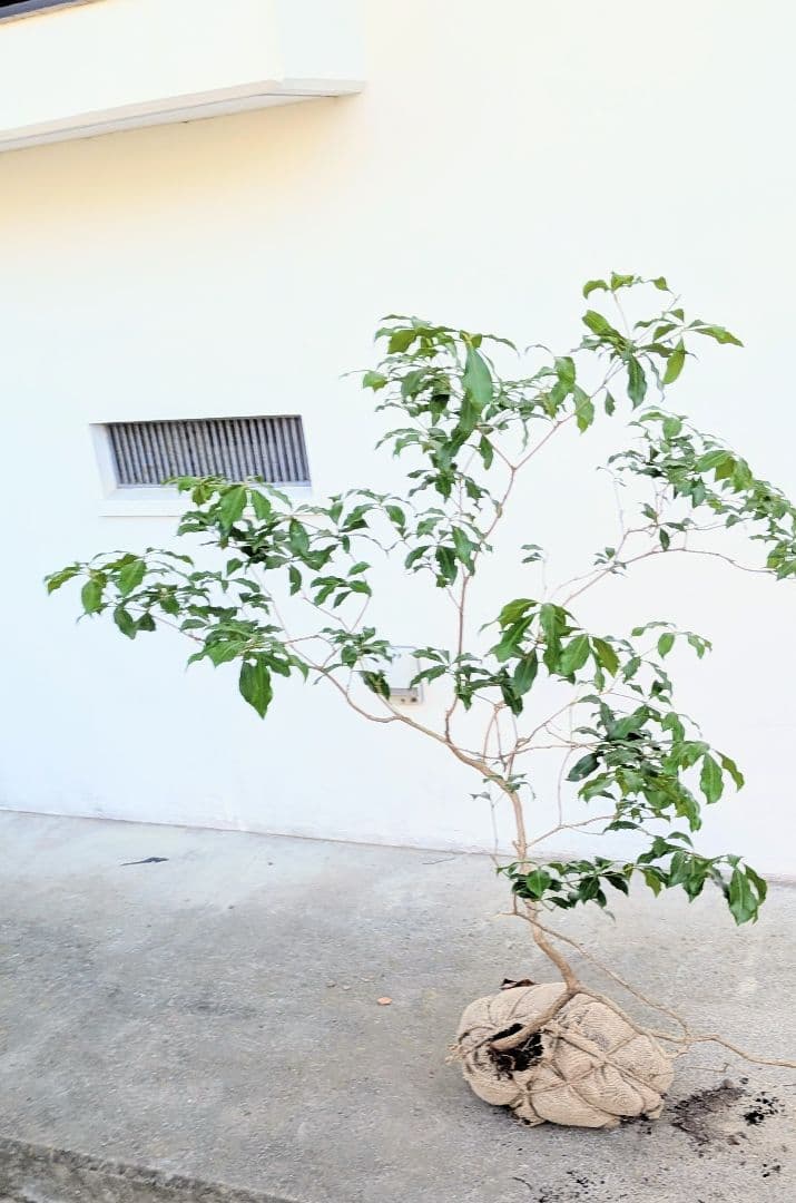 洗練。。山採りアセビ。