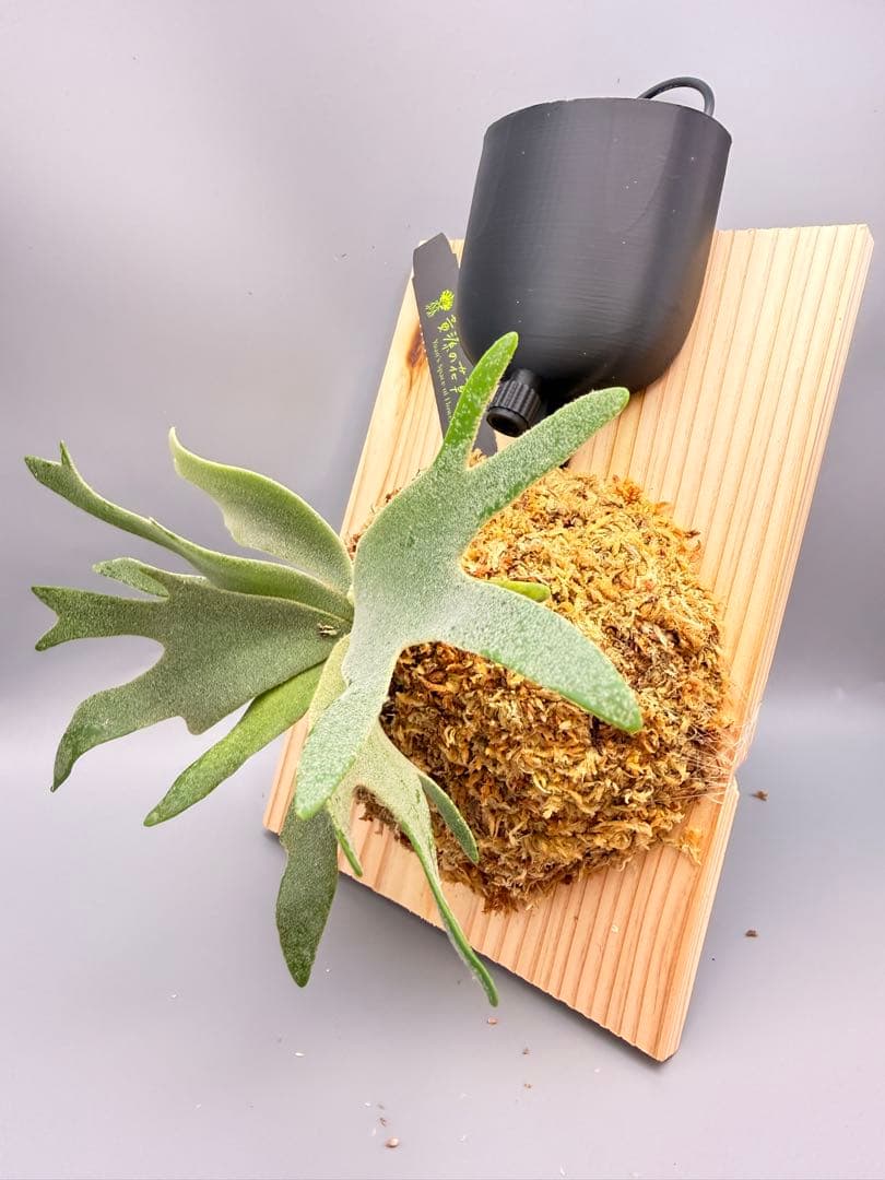 しーあ　激大　ビカクシダP.willinckii Golden Boy