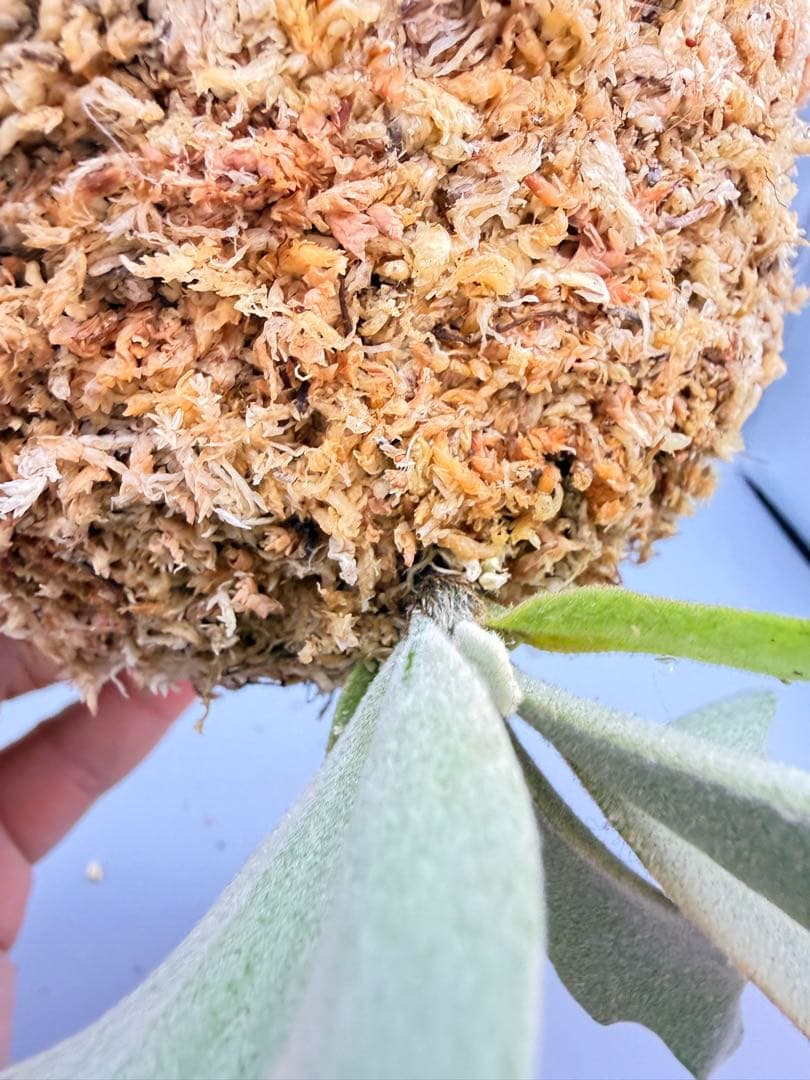 しーあ　激大　ビカクシダP.willinckii Golden Boy