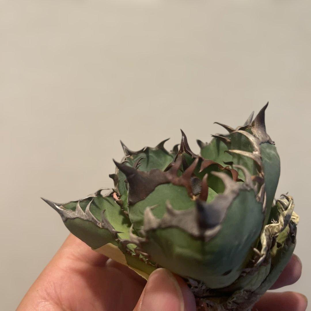 A076 アガベ オアハカワイルド血統 ノーネーム メルカリ便 東曜植