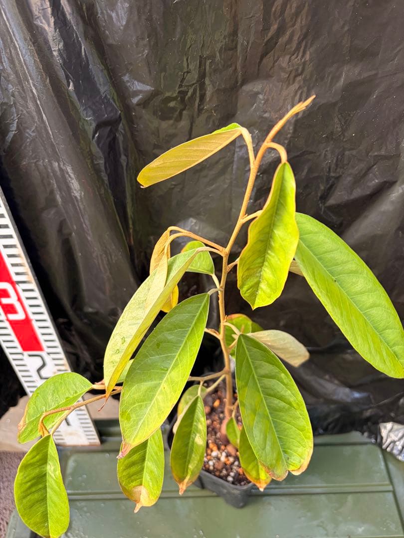 ドリアン苗Durio Graveolens苗 DG2