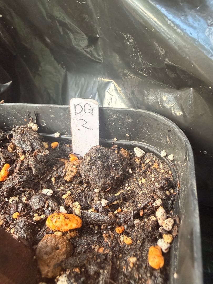 ドリアン苗Durio Graveolens苗 DG2