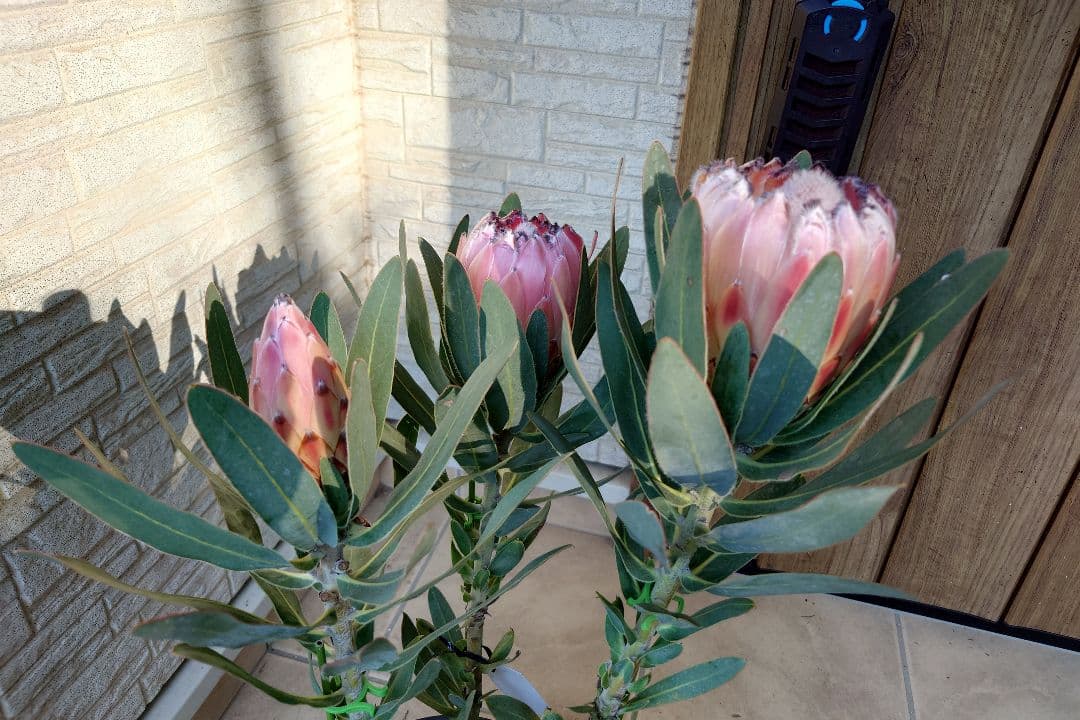 プロテア　オーストラリスピンク　7号（バンクシア、グレビレア、リューカデンドロン