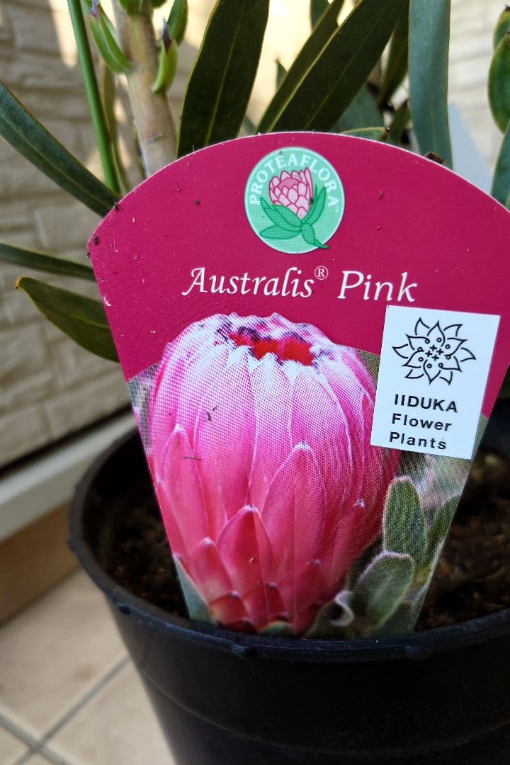 プロテア　オーストラリスピンク　7号（バンクシア、グレビレア、リューカデンドロン