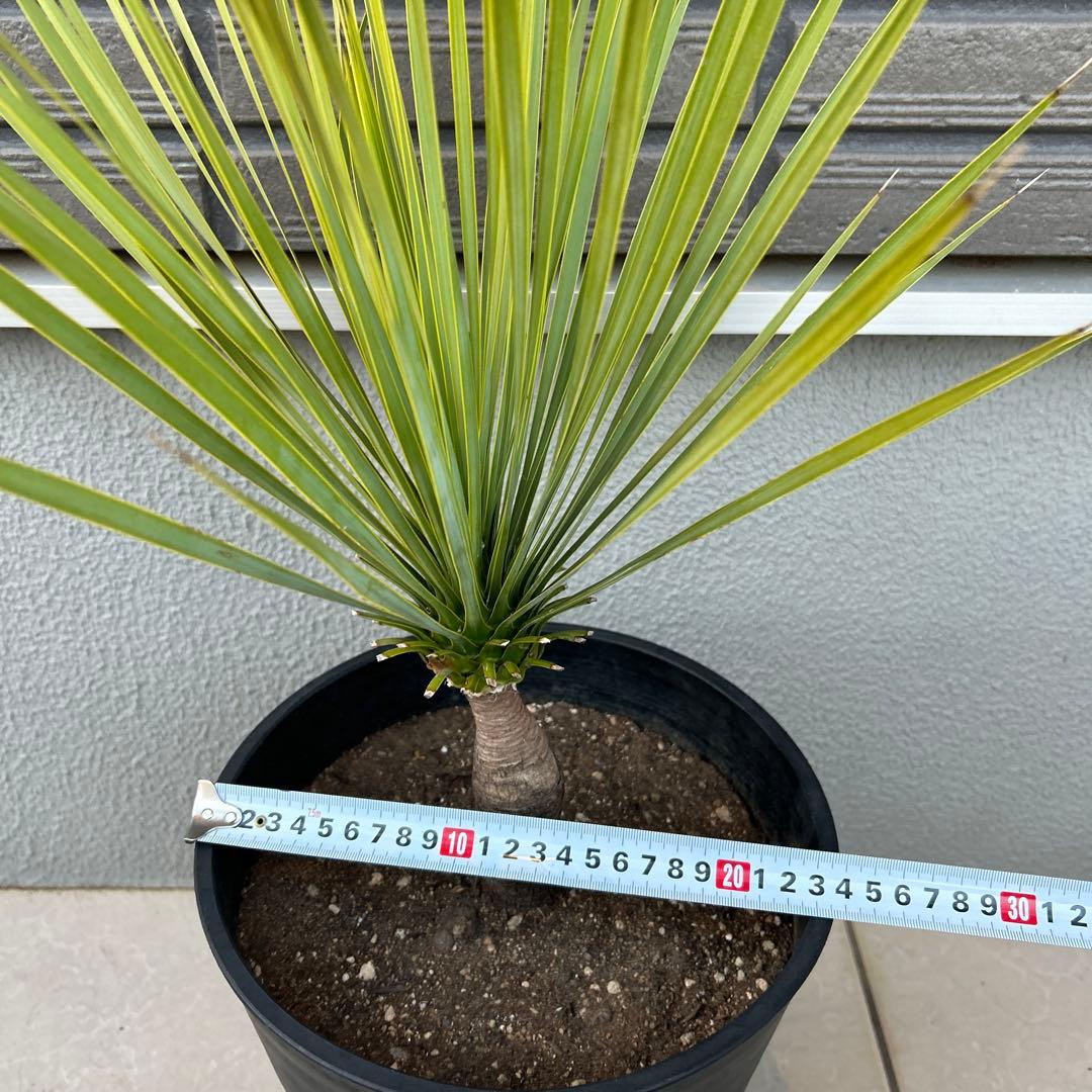 ユッカロストラータ60cm 8号