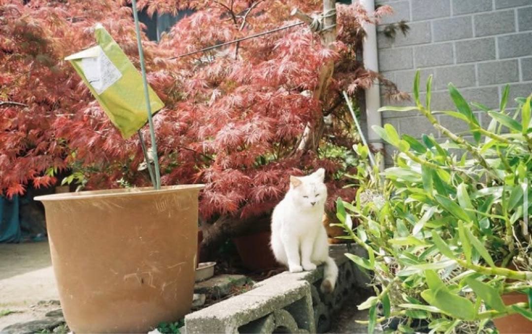 PENTAX ESPIO160 美品