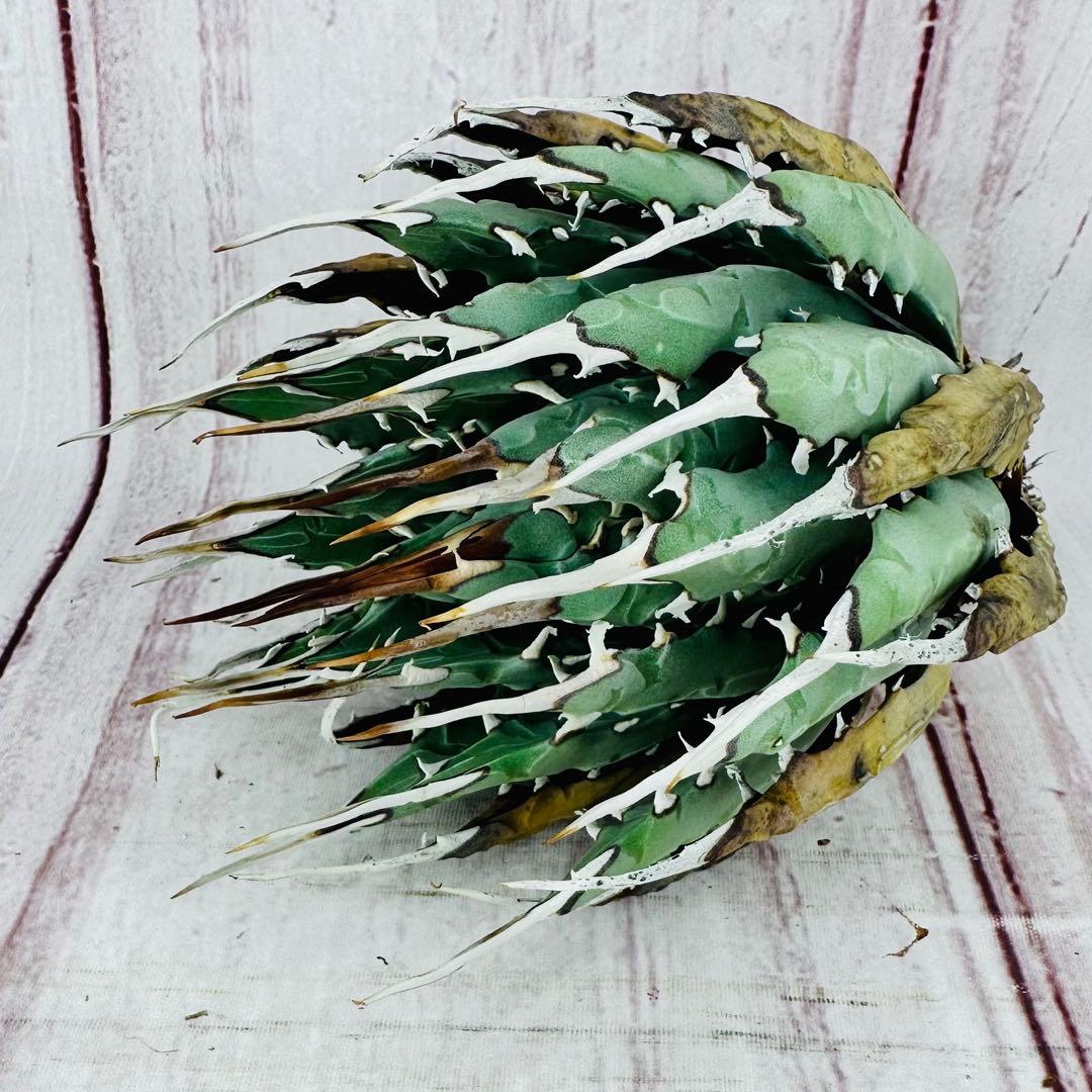 4 アガベ ユタエンシス エボリスピナ