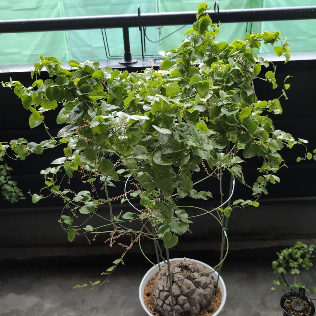 特大山採り　アフリカ亀甲竜　ディオスコレア　エレファンティペス　鉢径36センチ