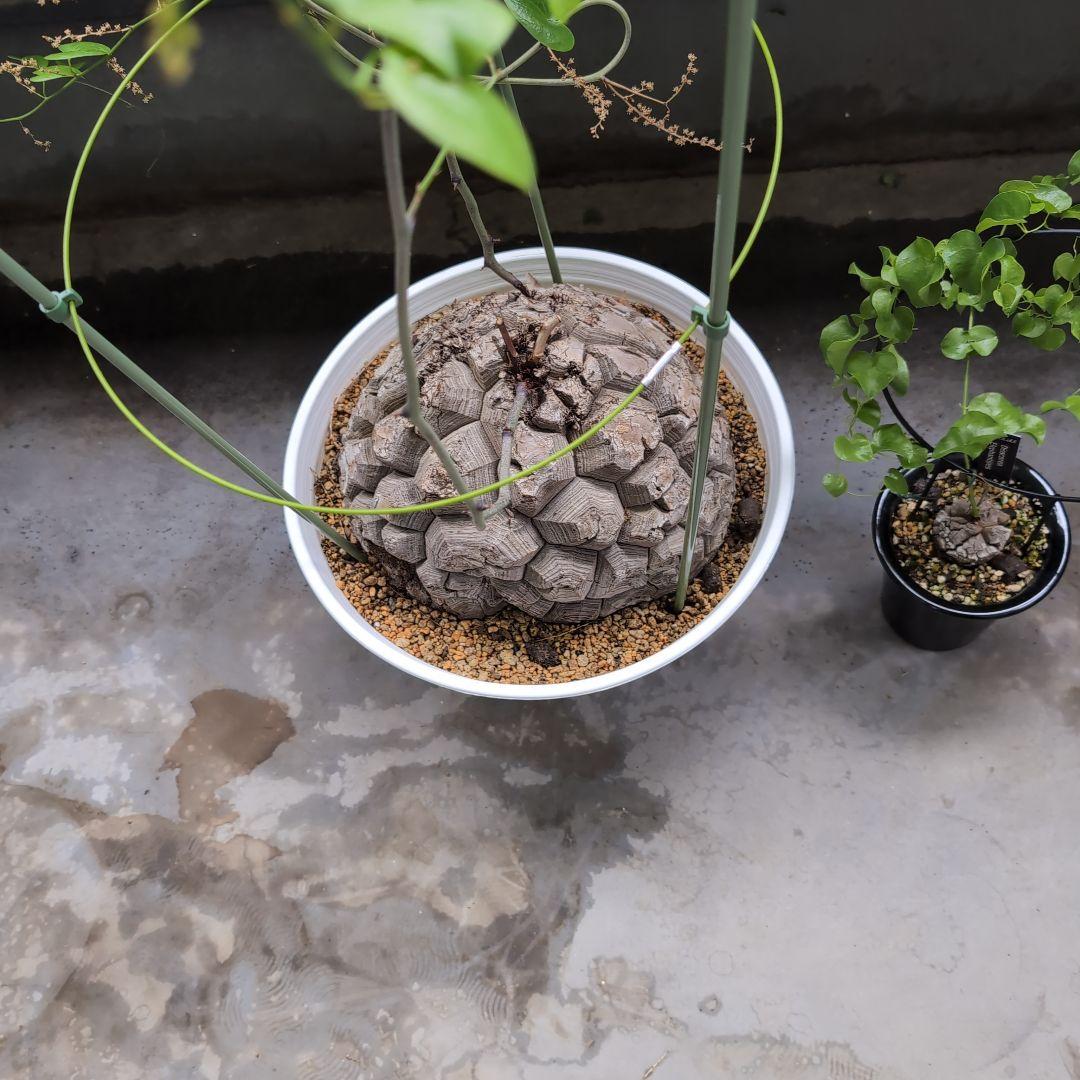 特大山採り　アフリカ亀甲竜　ディオスコレア　エレファンティペス　鉢径36センチ