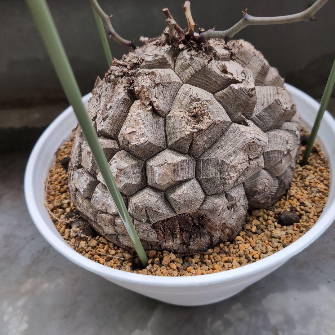 特大山採り　アフリカ亀甲竜　ディオスコレア　エレファンティペス　鉢径36センチ