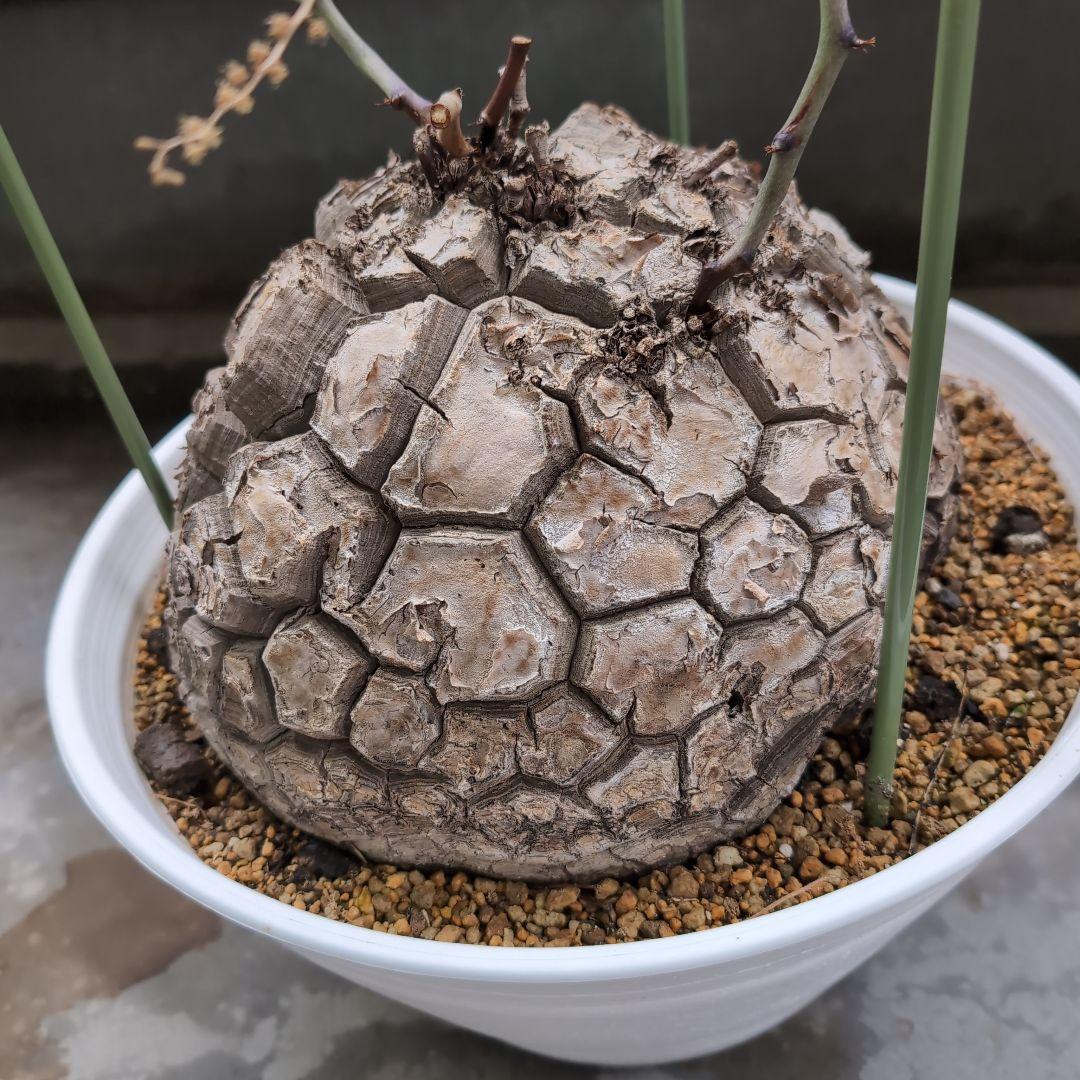 特大山採り　アフリカ亀甲竜　ディオスコレア　エレファンティペス　鉢径36センチ