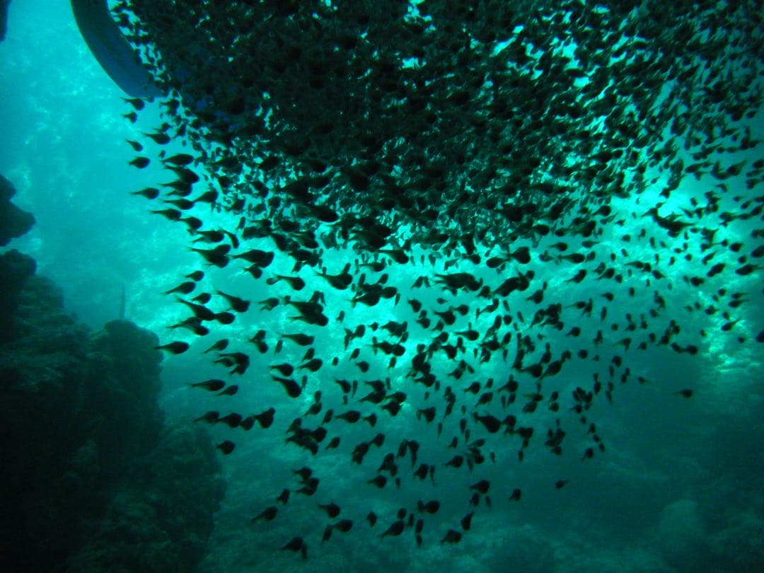 Fujifilm FinePix Z33WP グリーン