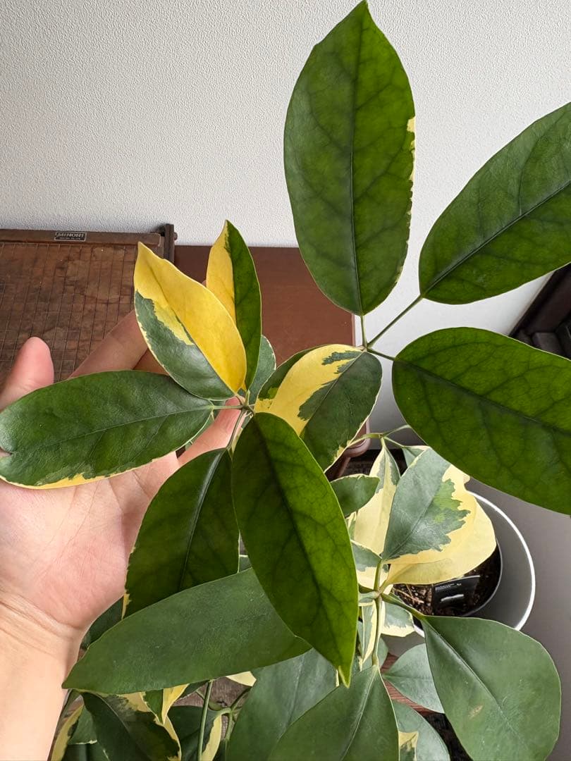 シェフレラ　ベヌローサ　斑入り　4号鉢