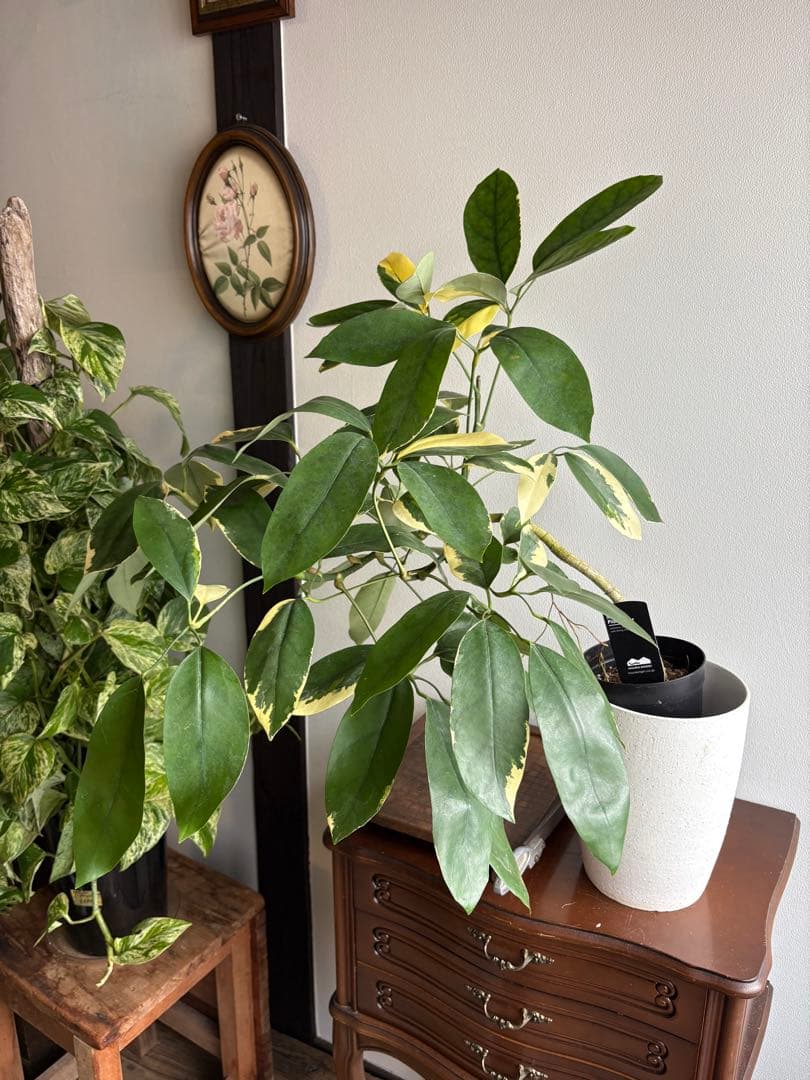 シェフレラ　ベヌローサ　斑入り　4号鉢