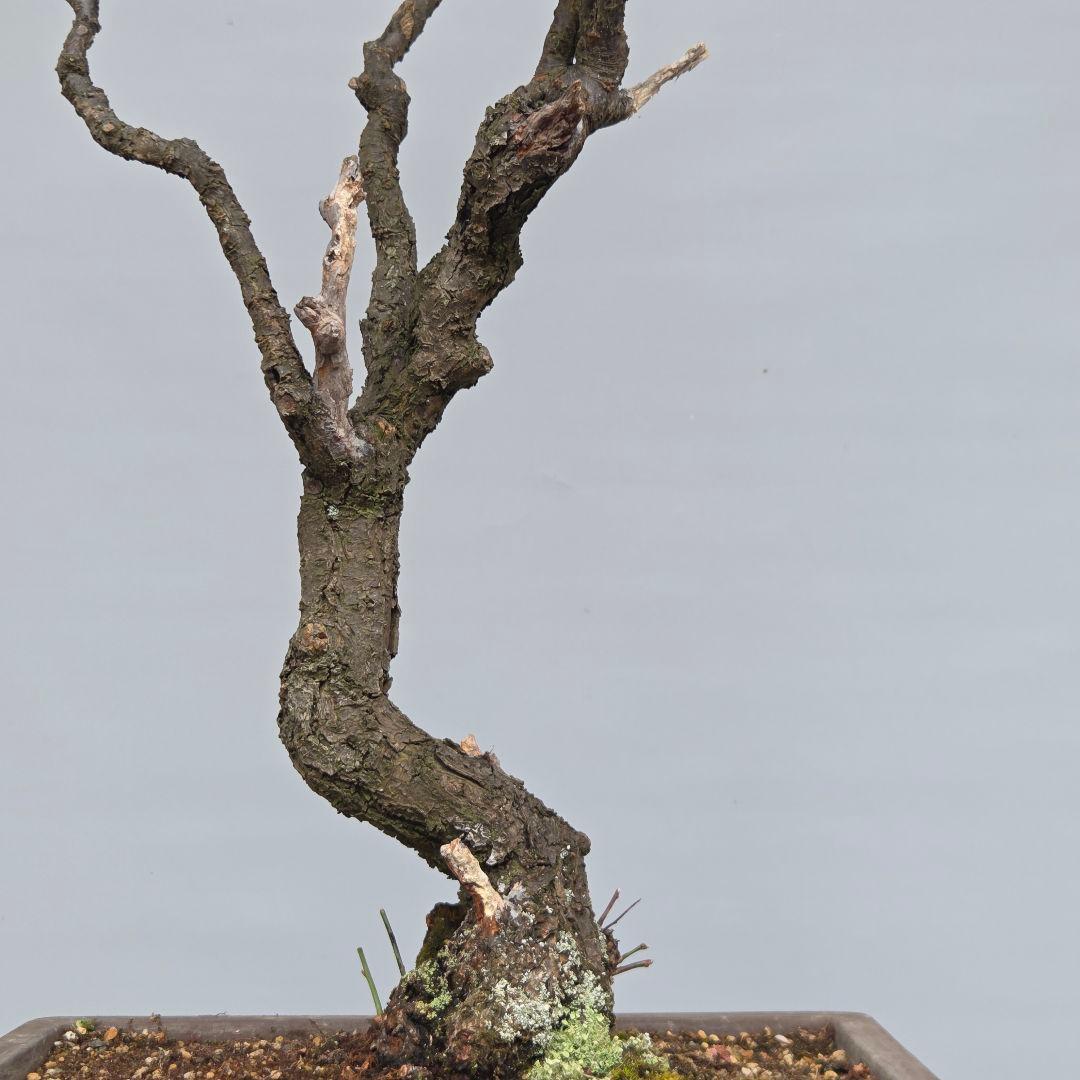 梅　(紅八重咲き)　[模様木]　大品盆栽