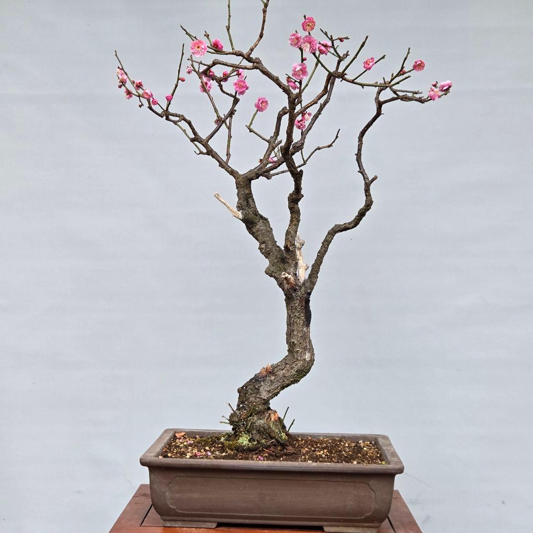 梅　(紅八重咲き)　[模様木]　大品盆栽