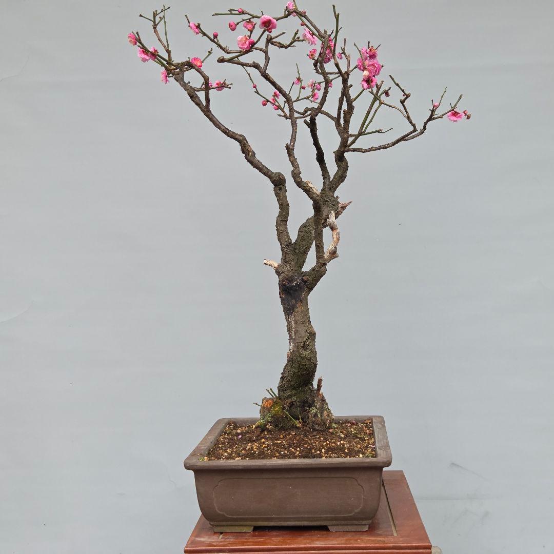 梅　(紅八重咲き)　[模様木]　大品盆栽
