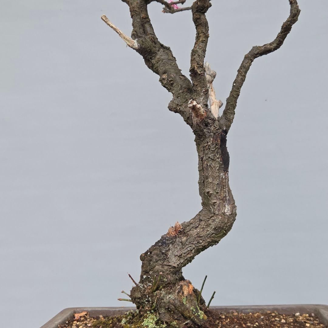 梅　(紅八重咲き)　[模様木]　大品盆栽