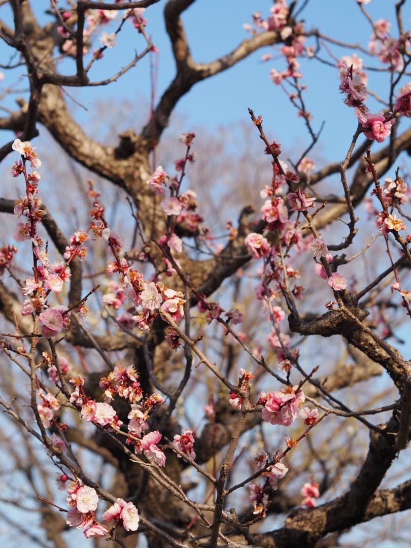 ・美品・OLYMPUS PEN E-PL7 レンズ45mm f1.8付きセット