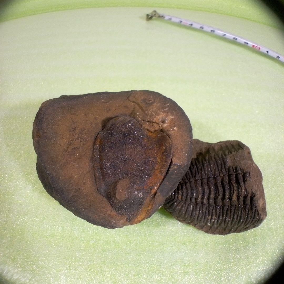 三葉虫　化石　fossil　ボリビア産　レア　Fossil判別⑦