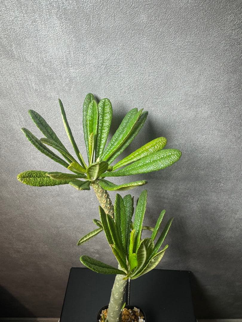 ドルステニア　ギアス　レア種