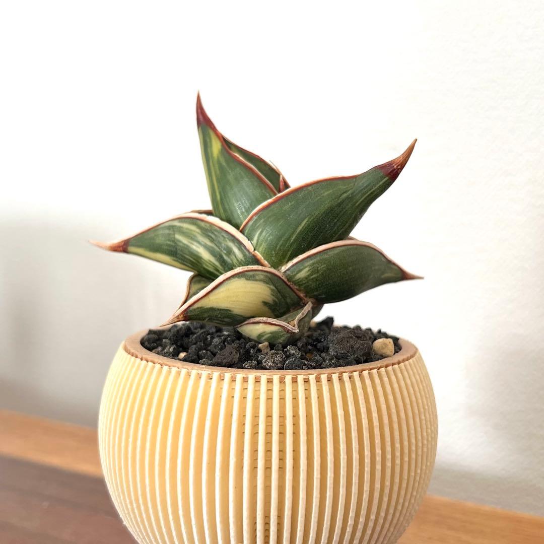 ロリダ　サンスベリア　斑入り